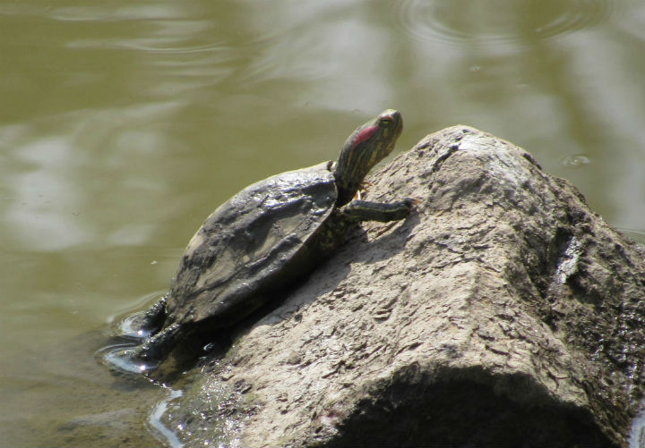 Red-ear Slider